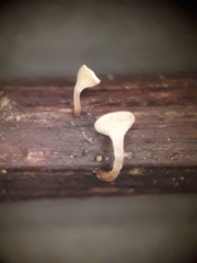 Hymenoscyphus scutula