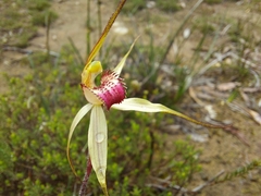 Caladenia colorata