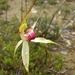 Caladenia stellata - Photo (c) Adrian Uren, algunos derechos reservados (CC BY-NC), subido por Adrian Uren
