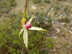 Caladenia colorata