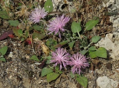 Crocodilium creticum