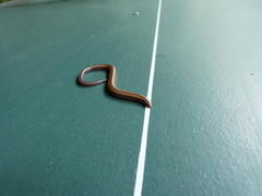 Scelotes bidigittatus