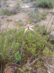 Caladenia colorata