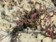 Silene sedoides