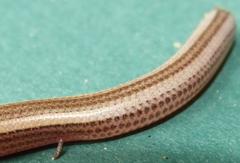 Scelotes bidigittatus