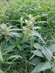 Urtica dioica