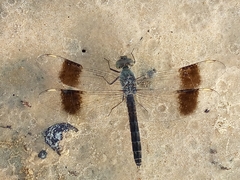 Brachythemis impartita