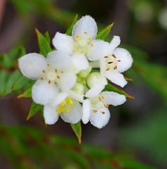 Lachnaea diosmoides