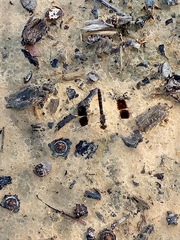 Brachythemis impartita