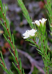 Lachnaea diosmoides