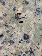 Brachythemis impartita