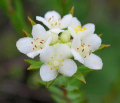 Lachnaea diosmoides