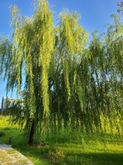 Salix