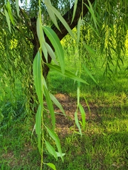 Salix