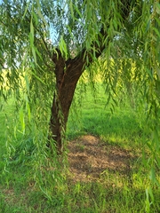 Salix