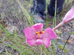 Thelymitra × macmillanii