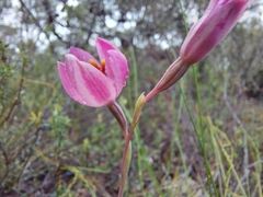 Thelymitra × macmillanii