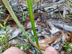 Thelymitra × macmillanii