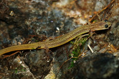 Eurycea multiplicata