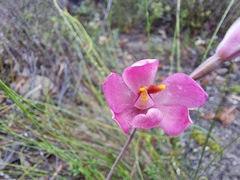 Thelymitra × macmillanii