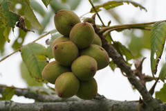 Juglans ailantifolia