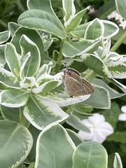 Lampides boeticus