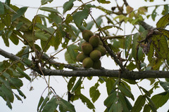 Juglans ailantifolia