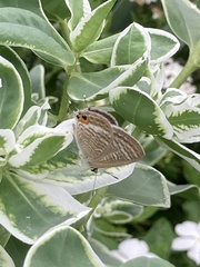 Lampides boeticus