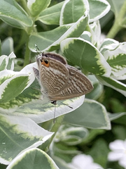 Lampides boeticus