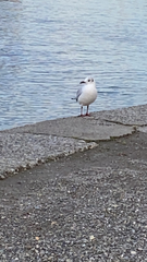 Chroicocephalus ridibundus