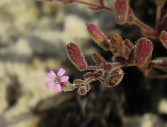 Silene sedoides