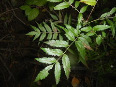 Sorbus sibirica