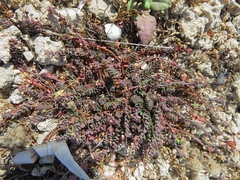 Andrachne telephioides