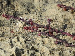 Andrachne telephioides