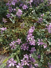 Malva sylvestris
