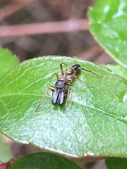 Myrmarachne elongata