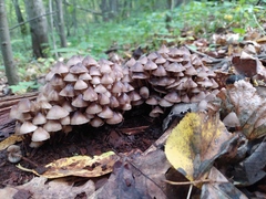 Mycena inclinata