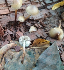 Mycena inclinata