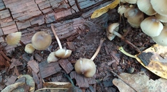 Mycena inclinata