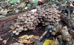 Mycena inclinata