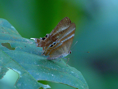 Abisara savitri