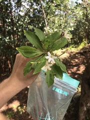 Scaevola gaudichaudiana