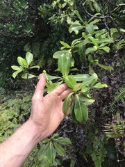 Psychotria mariniana