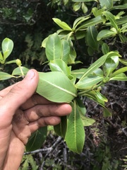 Psychotria mariniana