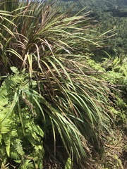 Machaerina mariscoides