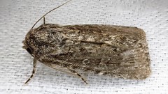 Ectopatria