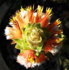 Mimetes capitulatus