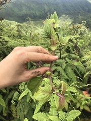 Phyllostegia grandiflora