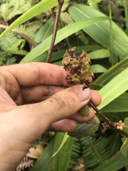 Phyllostegia grandiflora