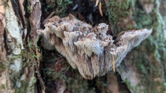 Gloiodon occidentalis